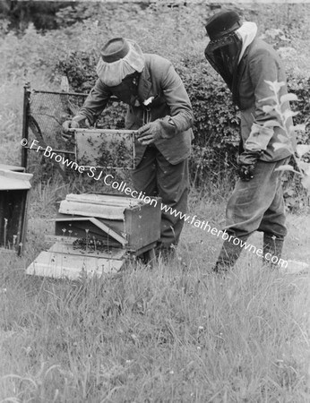 FOR JESUIT DIRECTORY 1955: APIARY NOVS ATTENDING TO BEEHIVES